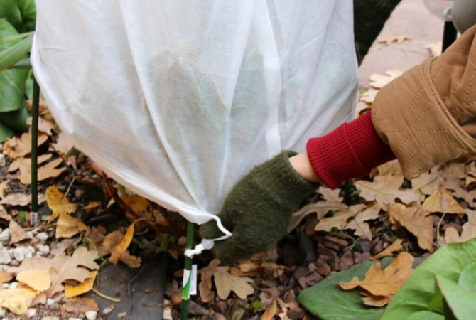 Ako skontrolovať zimnú ochranu rastlín a čo urobiť pri teplotných skokoch