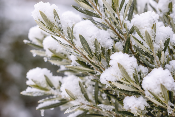 Ako zazimovať olivovník na Slovensku: praktický sprievodca