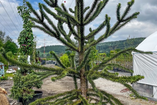 Araukária andská: ako pestovať tento netradičný ihličnan