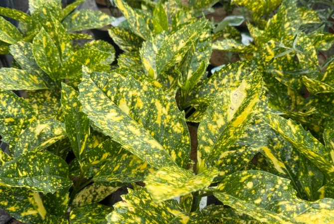 Aukuba japonská: nezničiteľná kráľovná tieňa