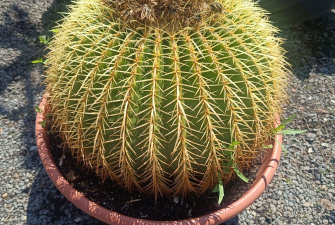 Echinokaktus Grusonov: zlatý súdok v pichľavej kráse