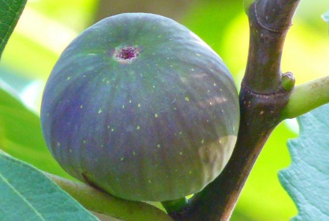 Figovník – exotika aj pre slovenské záhrady