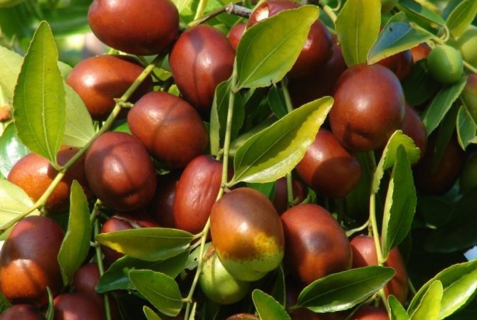 Jujuba čínska: nenáročný strom s chutnými plodmi