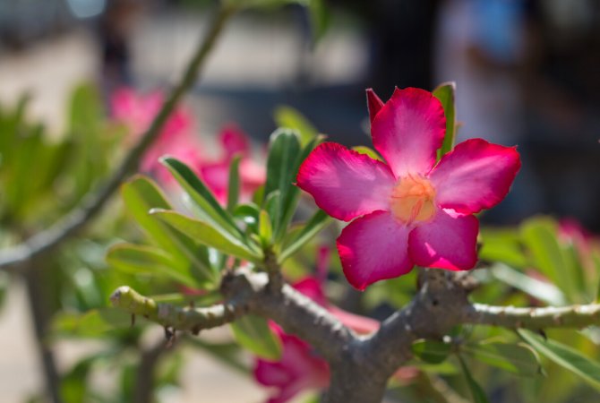 Mini baobab – púštna ruža: exotická kráska v kvetináči
