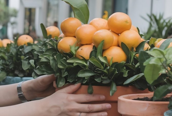 Plody exotiky: Čo všetko dokáže dozrieť v obývačke
