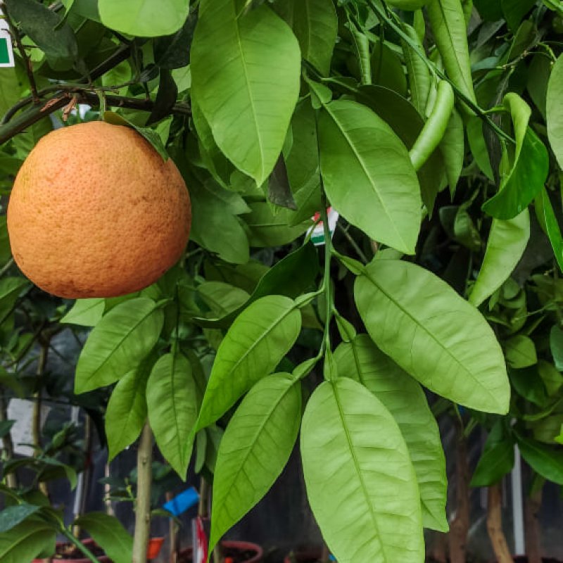 Citrus × paradisi (Grapefruit) ´STAR RUBY´ -  kont. C10L, výška 120-150 cm