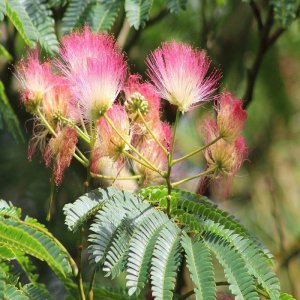 Albízia ´Rouge de Tuiliére®´ - 180-220 cm, kont. C18L (-21°C)