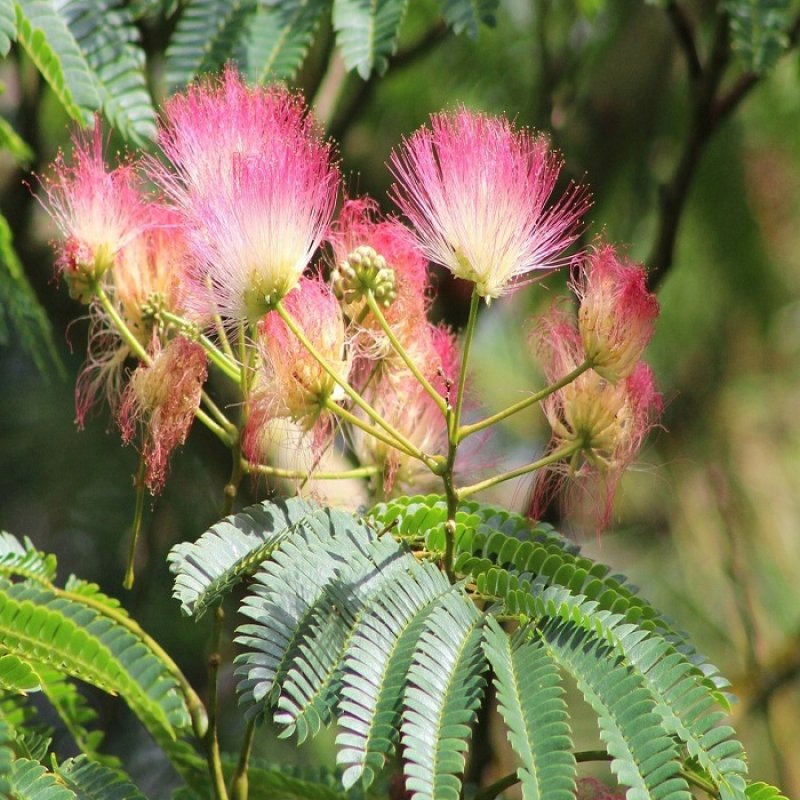 Albízia ´Rouge de Tuiliére®´ - 180-220 cm, kont. C18L (-21°C)