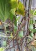 Actinidia Arguta, Aktinídia (mini kiwi) ´ISSAI´, kont. C2L, výška: 30-50 cm (-26°C)