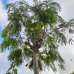Albízia ružová (Albizia julibrissin) - 300-350 cm, obvod kmeňa 18/20 cm, kont. C110L (-21°C)