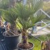 Trachycarpus wagnerianus, kont. C20L, výška kmeňa: 20-25 cm, celková výška: 80-90 cm (-19°C)