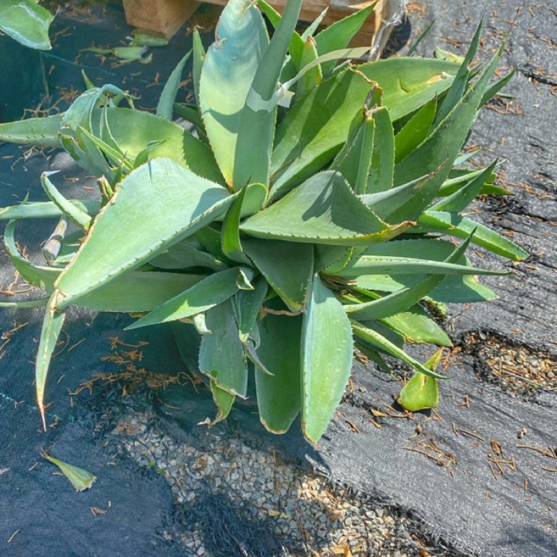 Agáve ´GUIENGOLA´, kont. C12L, priemer ružice 25-45cm, výška 30-35cm,(-4°C) 