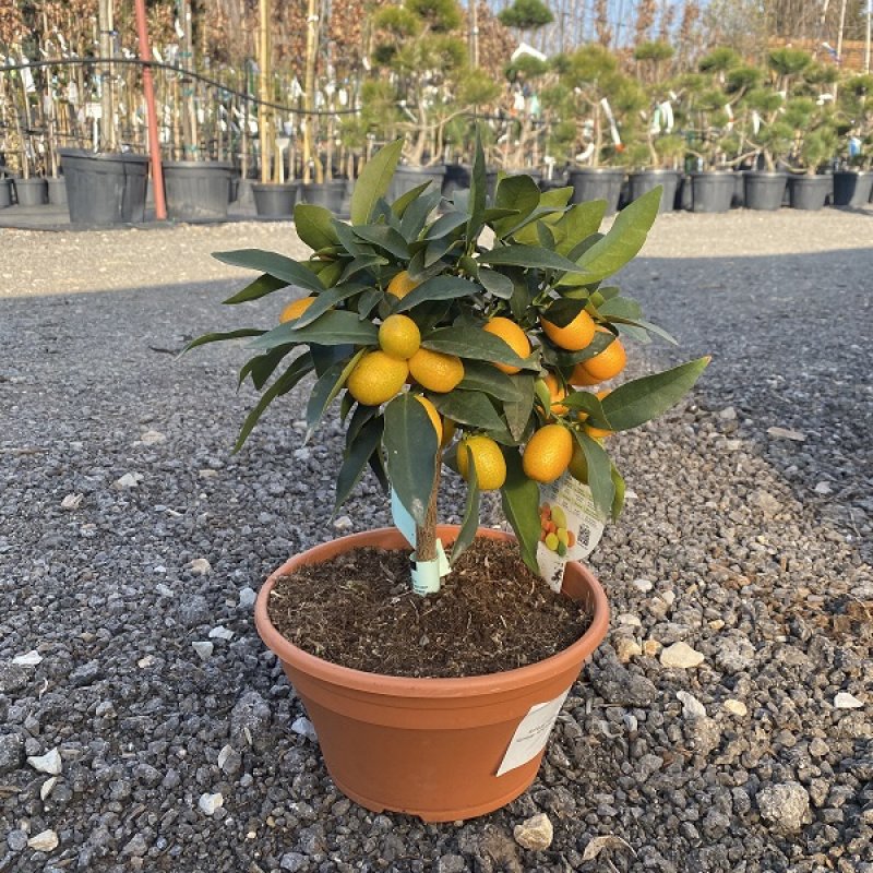 Kumquat ´Fortunella margarita´ - výška 25-30 cm, kont. C3.5L - Bonsaj