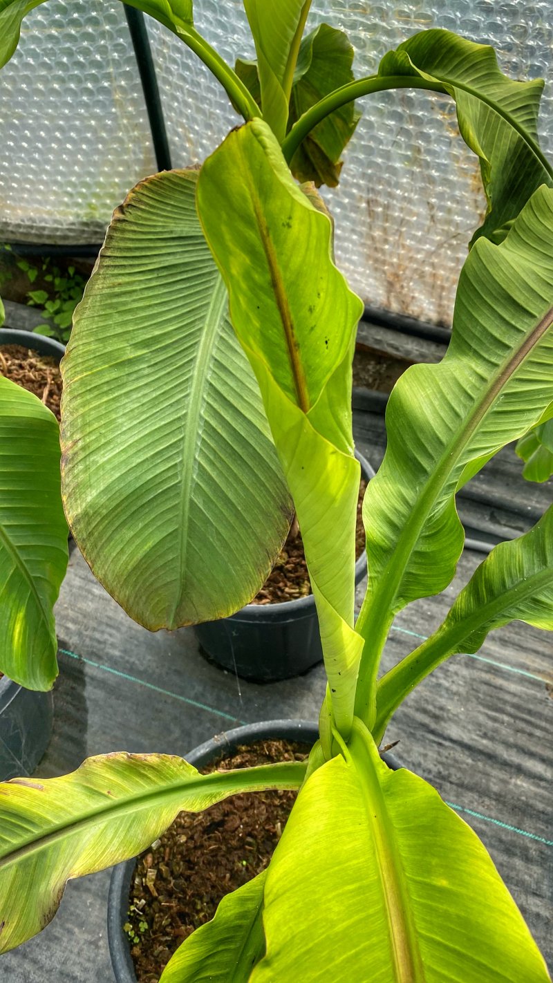 Musa Japonica, Banánovník ´MUSA BASJOO´, kont. C18L, výška: 130-160 cm (-18°C)