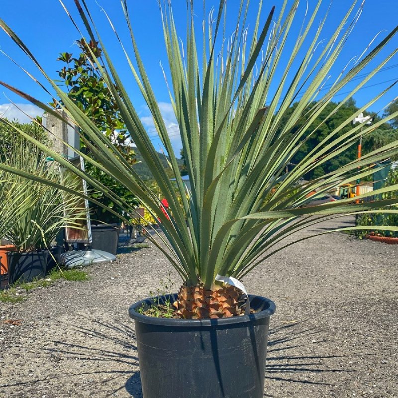 Dasylirion Wheeleri, Trávovník, kont. C15L, výška: 70-90 cm (-12°C)