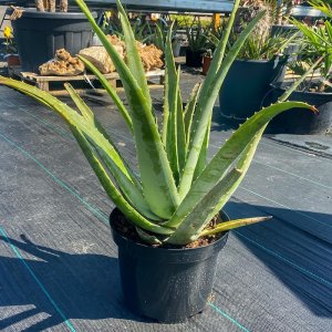 Aloe vera - výška 50-70cm, kont. C7.5L