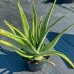 Aloe vera - výška 50-70cm, kont. C7.5L
