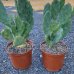 Opuncia (Opuntia vulgaris) - výška 30-50cm, C3L (-2°C)