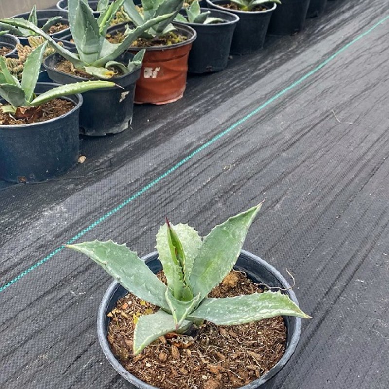 Agáve Americana, kont. C1L, výška 10-20cm, (-4°C) 