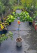 Grapefruit ´Marsh´ - výška 100-140cm, kont. C10L
