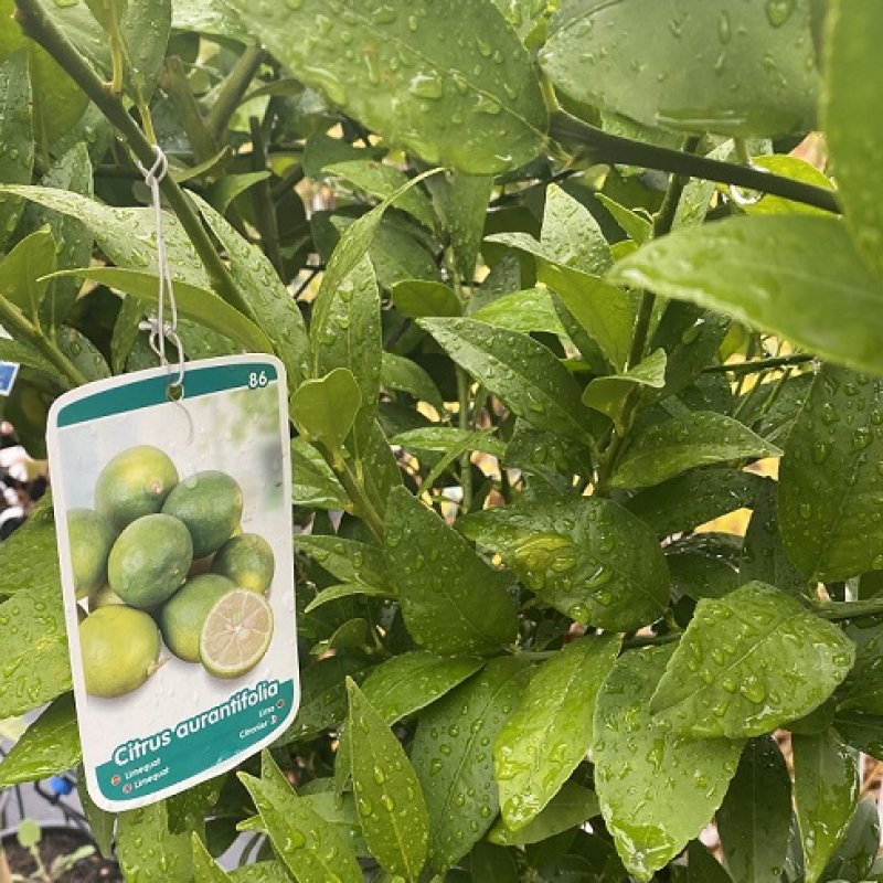 Citrofortunella × floridana (Limequat) ´EUSTIS´ - kont. C7,5L, výška: 80-110 cm