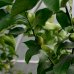  Citrus latifolia (Limetka tahitská) ´TAHITI´ – výška 120-150 cm, obvod kmeňa 4/6 cm, kont. C10L