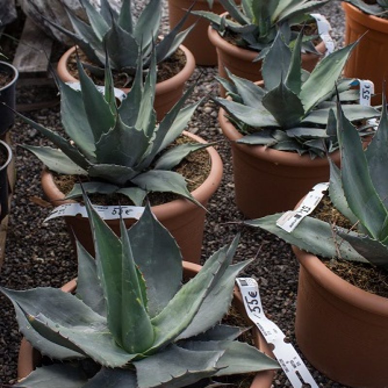 Agáve ´NEOMEXICANA´, kont. C12L, priemer ružice 30-40cm, (-26°C) 