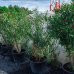 Nerium oleander, oleander ružový, kont. C110L, výška: 100-130 cm (-5°C) 