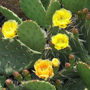 Opuntia Phaeacantha (-20 C), výška 20 cm