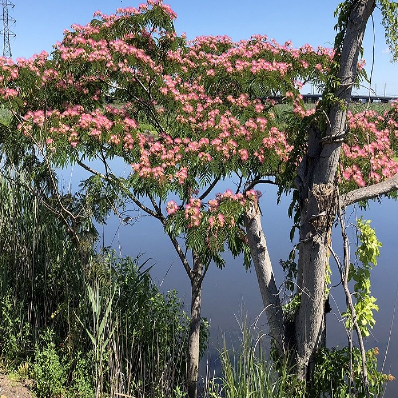 Albízia ružová (Albizia julibrissin) - 300-350 cm, obvod kmeňa 18/20 cm, kont. C110L (-21°C)