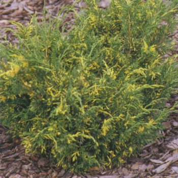 Juniperus chinensis, Borievka čínska ´PLUMOSA AUREOVARIEGATA´ kont. C2L, výška: 25-30 cm (-34°C)