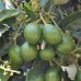 Persea America, Hruškovec americký (avokádo) ´MEXICOLA GRANDE´, kont. C7L, výška: 70-80 cm 