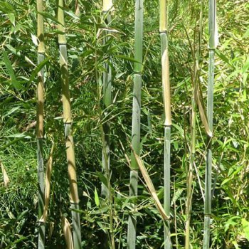 Bambus ´Bissetii´ - 140-190cm, kont. C10L (-25°C)
