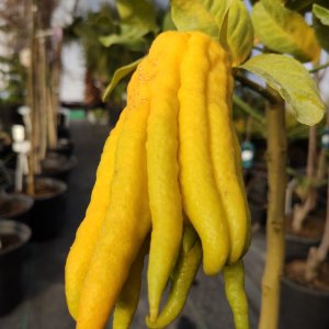 Citrus medica (Budhova ruka) - kont. C30L, 150-170 cm