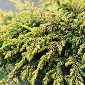 Juniperus communis, Borievka obyčajná ´GOLDSCHATZ´ kont. C5L, výška: 15-30 cm (-34°C) 