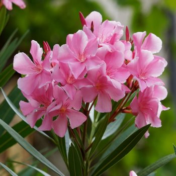 Oleander - ružový - 30-50cm, kont. C2L (-5°C)