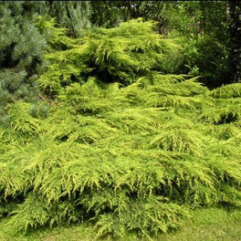 Juniperus x media, Borievka prostredná ´MORDIGAN GOLD´ kont. C2L, priemer: 30-50 cm (-34°C)