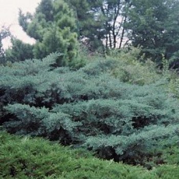 Borievka virdžínska ´BLUE MOUNTAIN´ (20-30 cm); kont. C2L