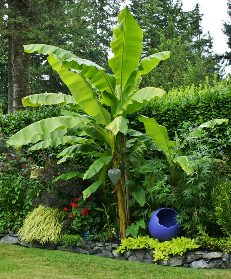 Musa Japonica, Banánovník ´MUSA BASJOO´, kont. C12L, výška: 80-100 cm (-18°C)