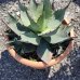 Agáve ´NEOMEXICANA´, kont. C12L, priemer ružice 30-40cm, (-26°C) 
