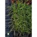 Ostrica japonská - Carex morrowii ´VANILLA ICE´ (15-20 cm); kont. C2L