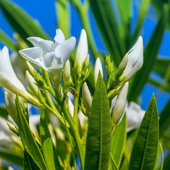 Oleander - biely - 30-50 cm, kont. C2L (-5°C)