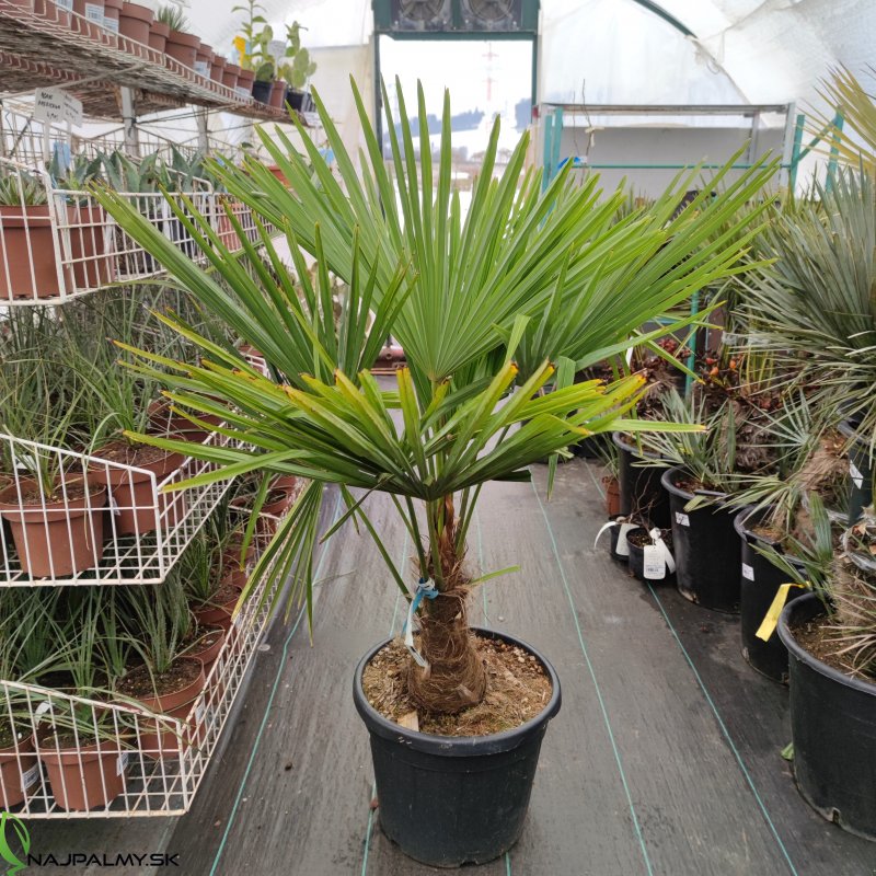 Trachycarpus Fortunei (Palma konopná) kont. C25L, výška kmeňa: 30-40 cm, celková výška: 80-100 cm (-17°C)