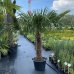 Trachycarpus Fortunei (Palma konopná) kont. C45L, výška kmeňa: 80-100 cm, celková výška: 140-160 cm (-17°C)