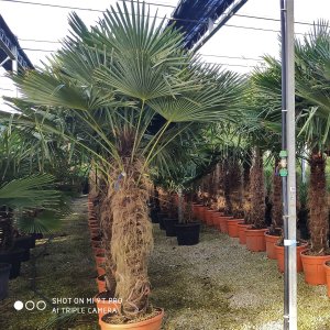 Trachycarpus Fortunei (Palma konopná) kont. C110L, výška kmeňa: 160-180 cm, celková výška: 200-250 cm (-17°C)