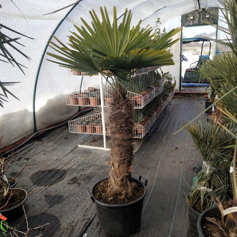 Trachycarpus Fortunei (Palma konopná) kont. C45L, výška kmeňa: 80-100 cm, celková výška: 140-160 cm (-17°C)
