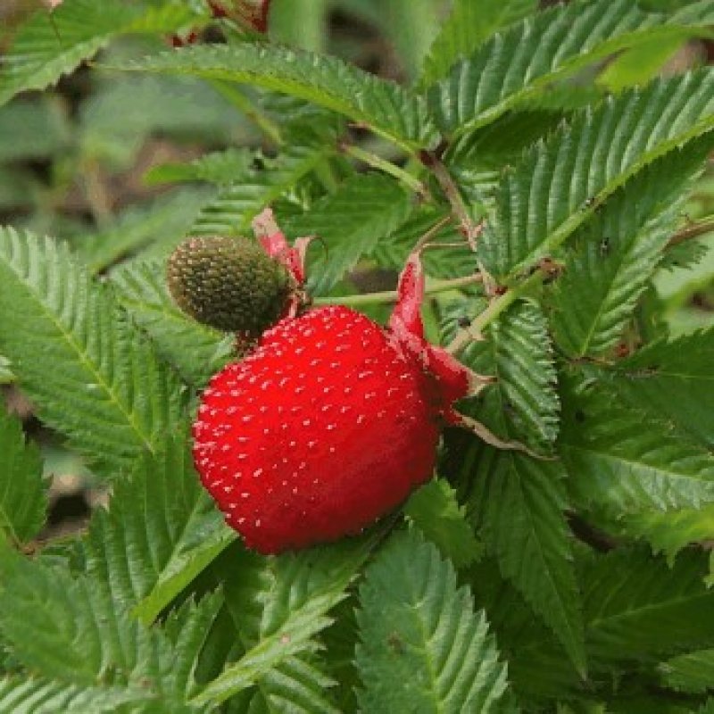 Rubus Illecebrosus, Malinojahoda, kont. C1L, výška: 20-30 cm