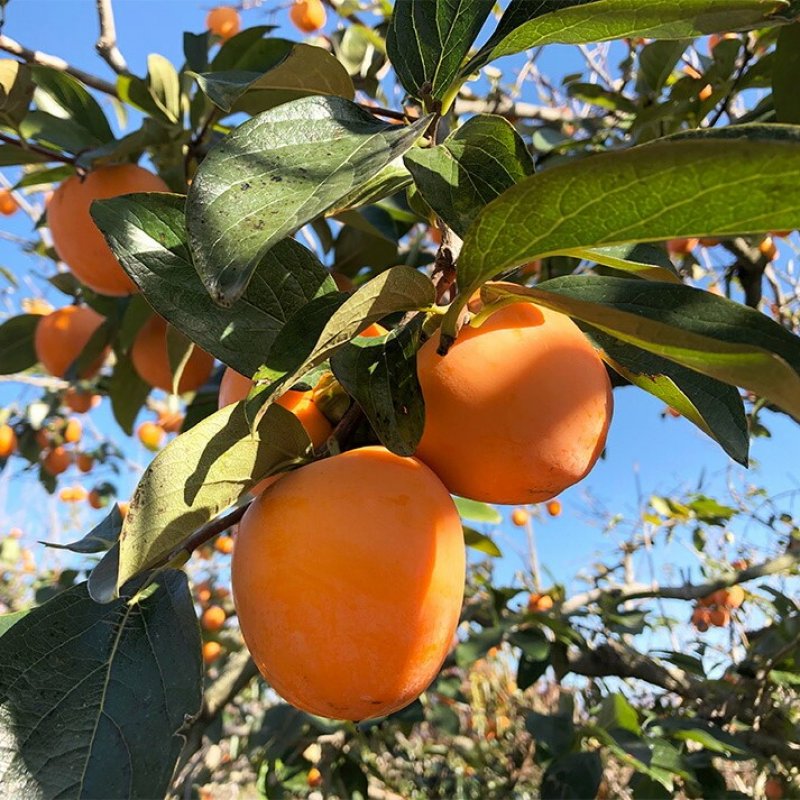 Diospyros kaki (Ebenovník rajčiakonosný - Hurmi) ´CIOCCOLATINO´ kont. C10L, výška: 160-180 cm (-18°C)
