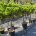 Pinus nigra, Borovica čierna ´MARIE BREGEON´ kont. C30L, výška 100-140 cm - NA KMIENKU