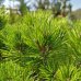 Pinus nigra, Borovica čierna ´MARIE BREGEON´ kont. C30L, výška 100-140 cm - NA KMIENKU